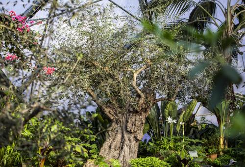 Olive tree